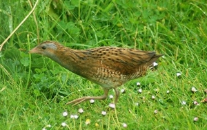 Түнжин (Явган түнжин)